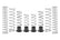 Eibach 24-26 Can-Am Maverick X3 MAX Pro-UTV Stage 3 Kit - Set of 8