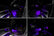 Oracle 19-22 RAM Complete Interior Ambient Lighting ColorSHIFT RGB Conversion Kit